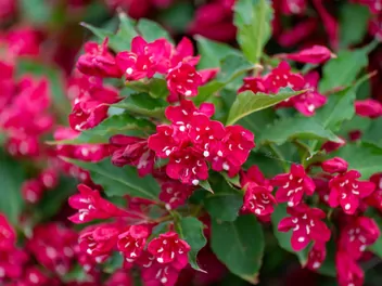 Krzewuszka cudowna 'Red Prince' - zdjęcie 4