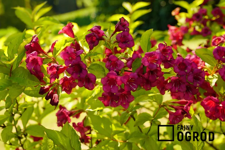 Krzewuszka cudowna 'Red Prince' - zdjęcie 5