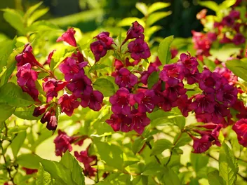 Krzewuszka cudowna 'Red Prince' - zdjęcie 5