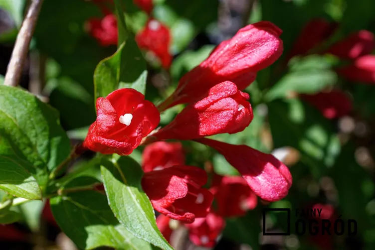 Krzewuszka cudowna 'Red Prince'