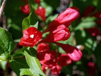 Ilustracja rośliny krzewuszka cudowna 'red prince'