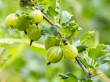 Agrest 'Invicta' - zdjęcie 3