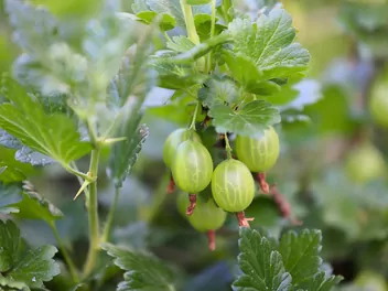 Agrest 'Invicta' - zdjęcie 4