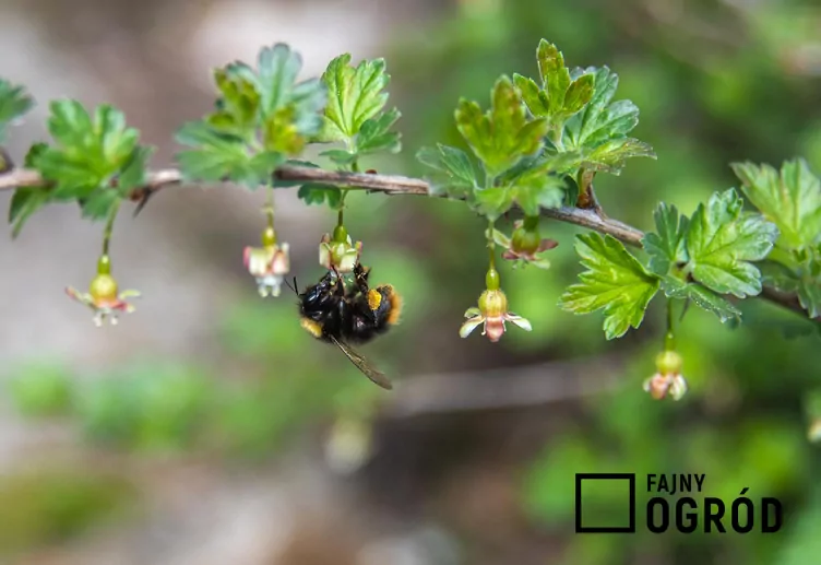 Agrest 'Invicta' - zdjęcie 5