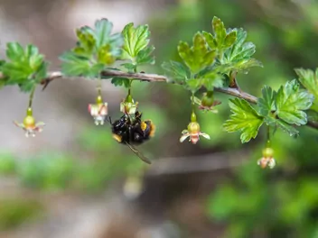 Agrest 'Invicta' - zdjęcie 5