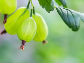 Ilustracja rośliny agrest 'invicta'