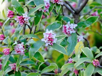 Ilustracja rośliny wawrzynek wonny