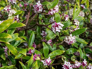 Wawrzynek wonny - zdjęcie 2