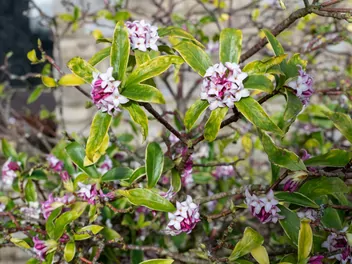 Wawrzynek wonny - zdjęcie 3