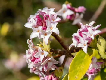 Wawrzynek wonny - zdjęcie 4