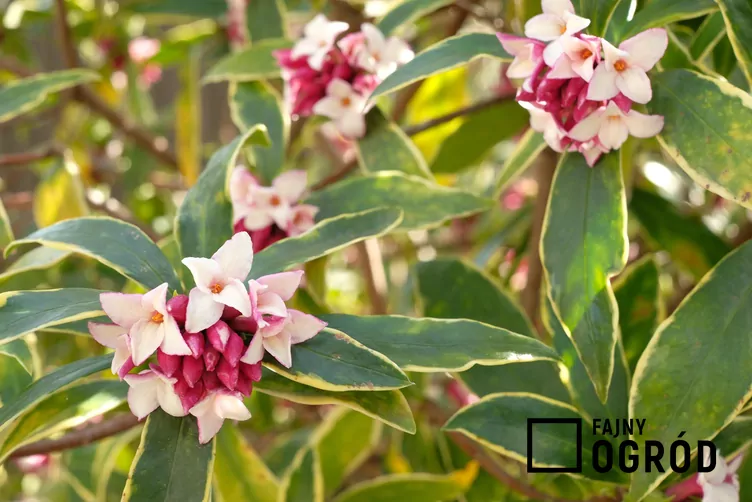 Wawrzynek wonny - zdjęcie 5