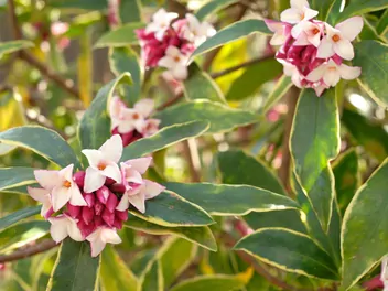 Wawrzynek wonny - zdjęcie 5