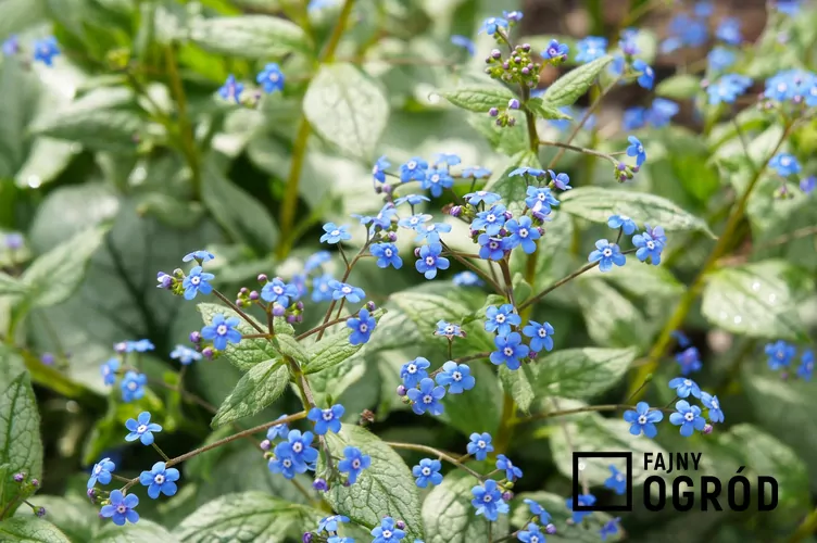 Brunnera jack frost