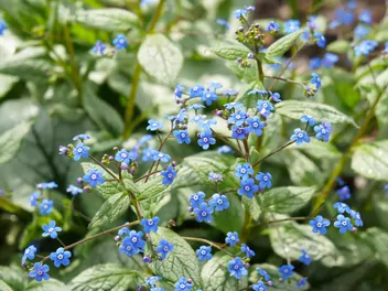 Brunnera wielkolistna 'Jack Frost' - zdjęcie 2