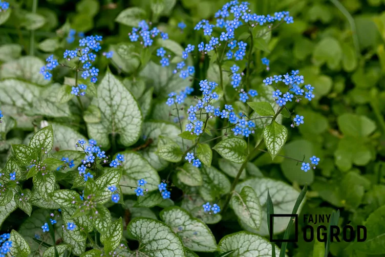 Brunnera wielkolistna 'Jack Frost'