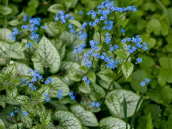 Brunnera wielkolistna 'Jack Frost' - zdjęcie 3