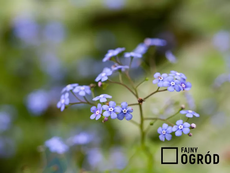 Brunnera wielkolistna 'Jack Frost'