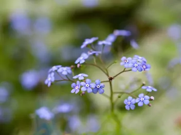 Brunnera wielkolistna 'Jack Frost' - zdjęcie 4