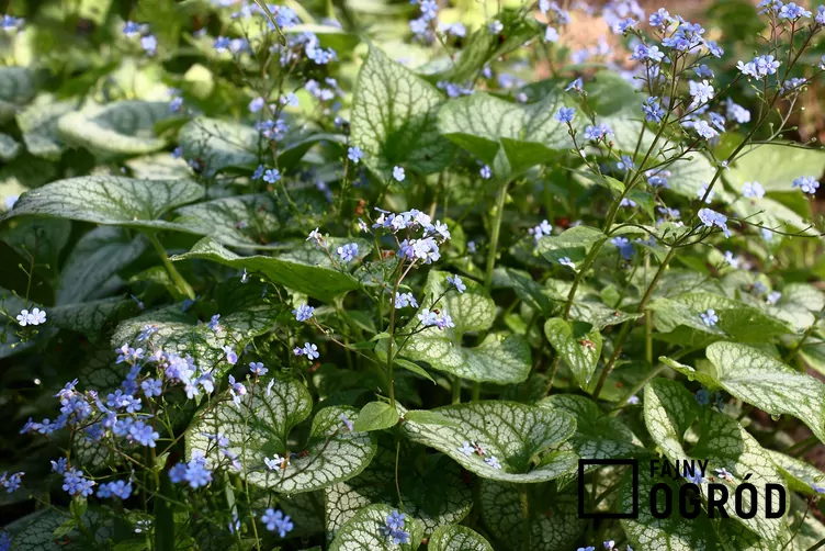Brunnera wielkolistna 'Jack Frost' - zdjęcie 5