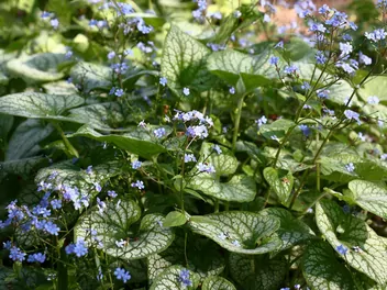 Brunnera wielkolistna 'Jack Frost' - zdjęcie 5