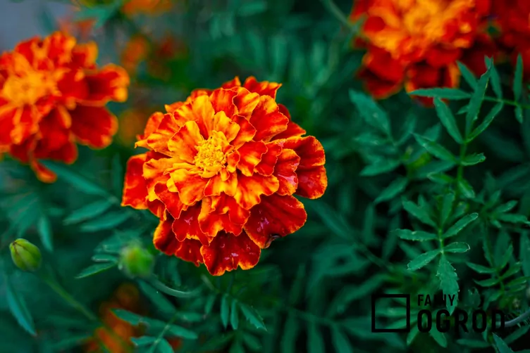 Aksamitka aurora czerwona