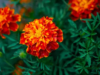 Akamitka rozpierzchła 'Aurora Red' - zdjęcie 2