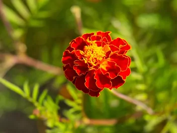 Akamitka rozpierzchła 'Aurora Red' - zdjęcie 3