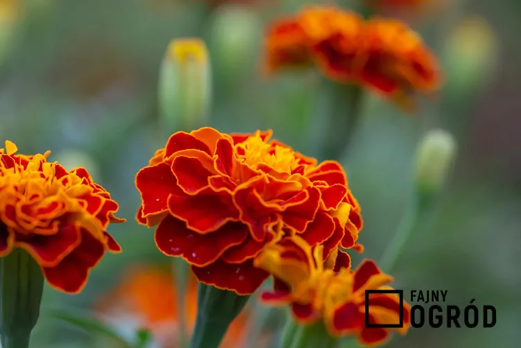 Akamitka rozpierzchła 'Aurora Red'