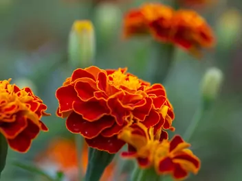 Akamitka rozpierzchła 'Aurora Red' - zdjęcie 4