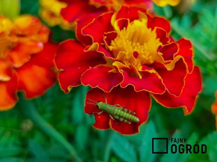 Akamitka rozpierzchła 'Aurora Red' - zdjęcie 5