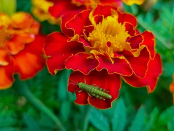 Akamitka rozpierzchła 'Aurora Red' - zdjęcie 5