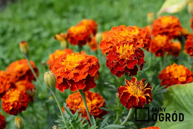 Akamitka rozpierzchła 'Aurora Red'