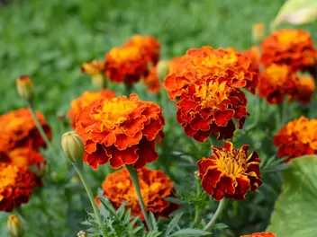 Ilustracja rośliny akamitka rozpierzchła 'aurora red'