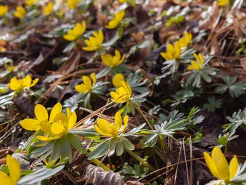 Rannik wiosenny - zdjęcie 3