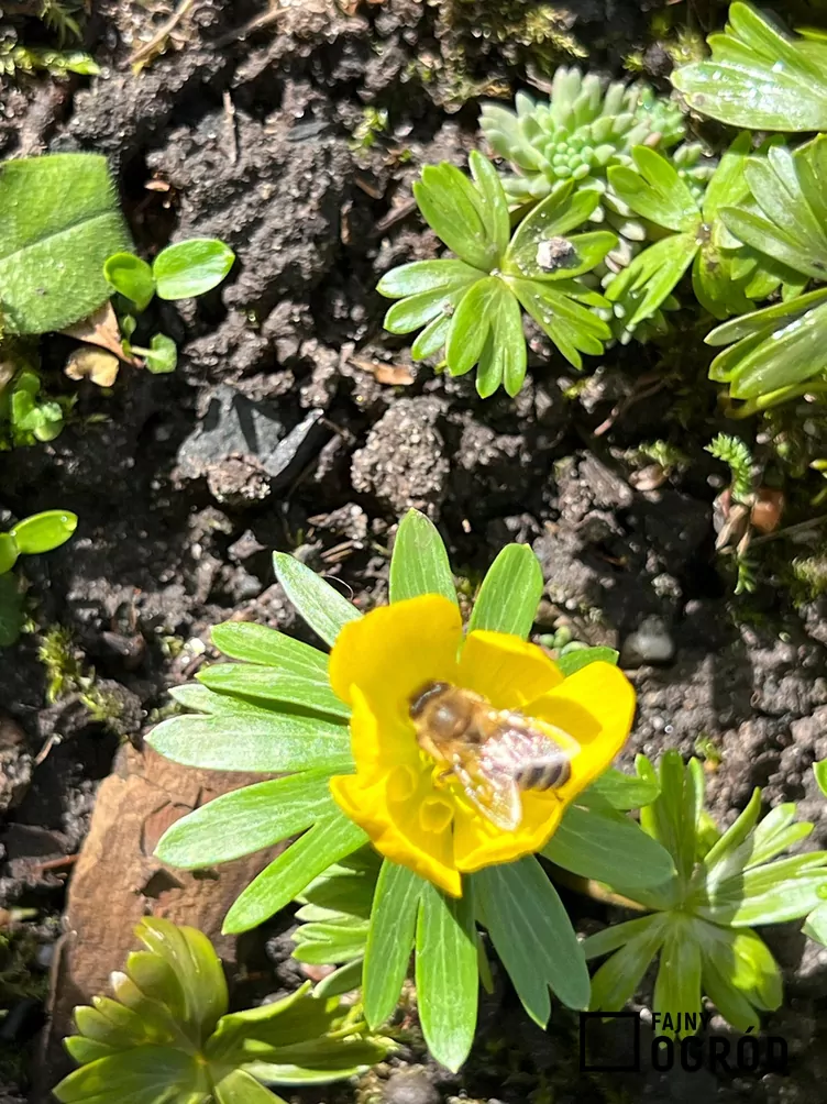 Rannik wiosenny - zdjęcie 5