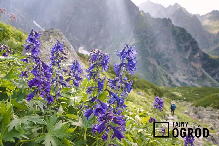 Ostróżka tatrzańska