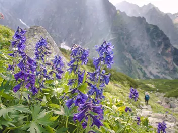 Ilustracja rośliny ostróżka tatrzańska