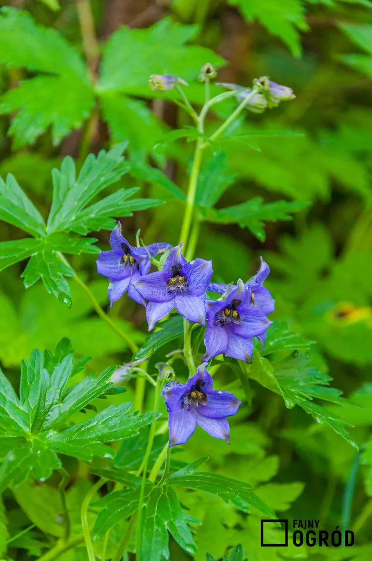 Ostróżka tatrzańska