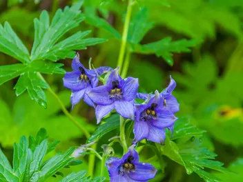 Ostróżka tatrzańska - zdjęcie 2