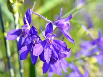 Ilustracja rośliny ostróżeczka polna