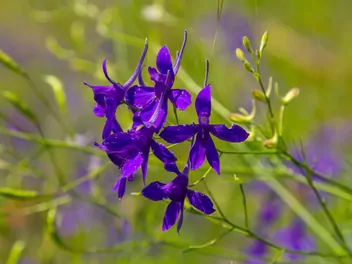 Ostróżeczka polna - zdjęcie 2