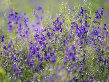 Ostróżeczka polna - zdjęcie 3