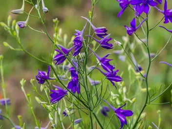 Ostróżeczka polna - zdjęcie 4