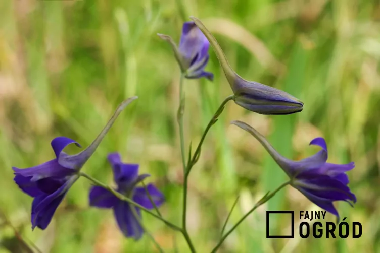 Ostróżeczka polna - zdjęcie 5