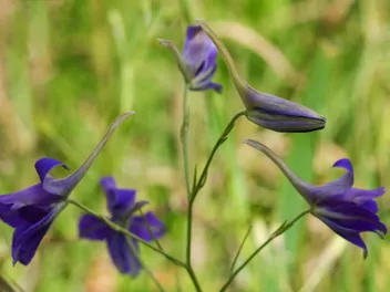 Ostróżeczka polna - zdjęcie 5