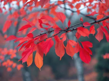 Jarząb pospolity Autumn Spire ‘Flanrock’ - zdjęcie 2