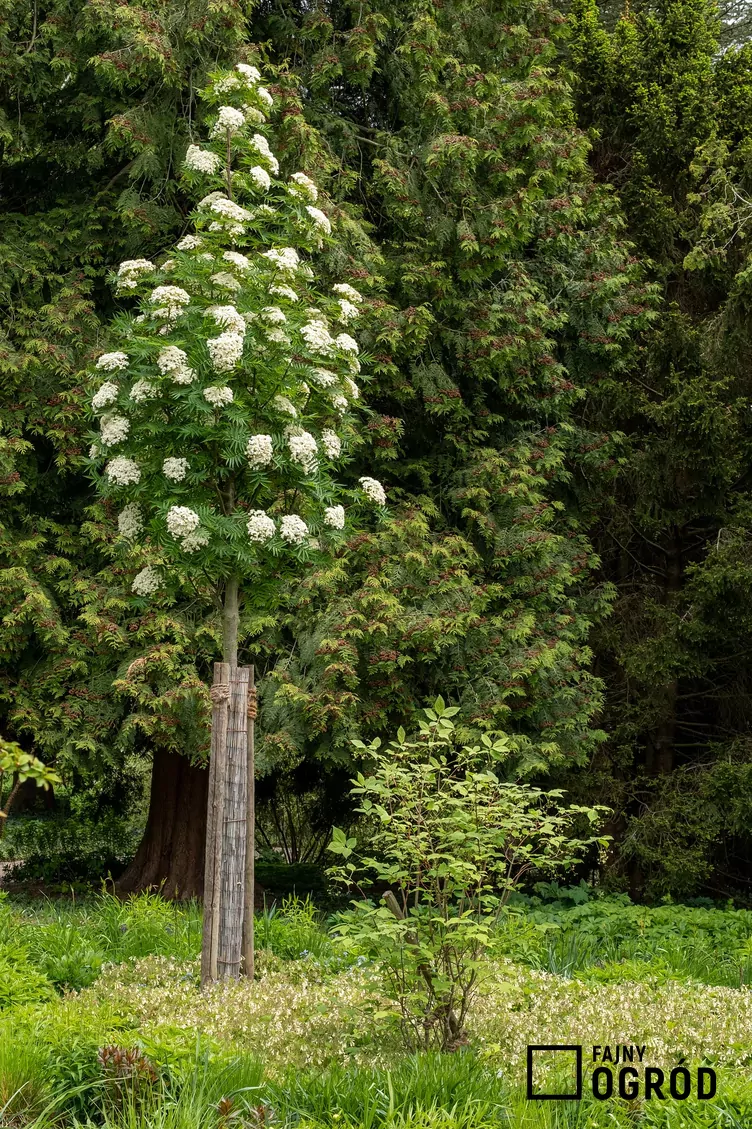 Jarząb pospolity Autumn Spire ‘Flanrock’