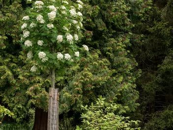 Jarząb pospolity Autumn Spire ‘Flanrock’ - zdjęcie 3