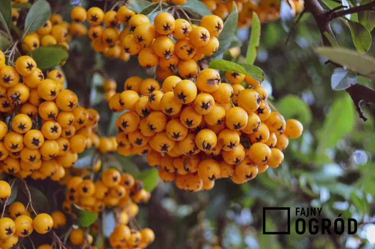 Jarząb pospolity Autumn Spire ‘Flanrock’