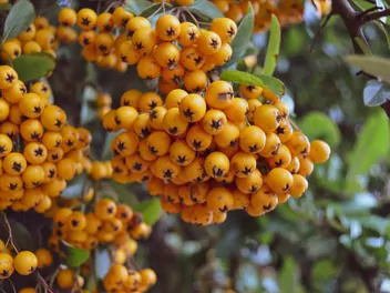 Ilustracja rośliny jarząb pospolity autumn spire ‘flanrock’